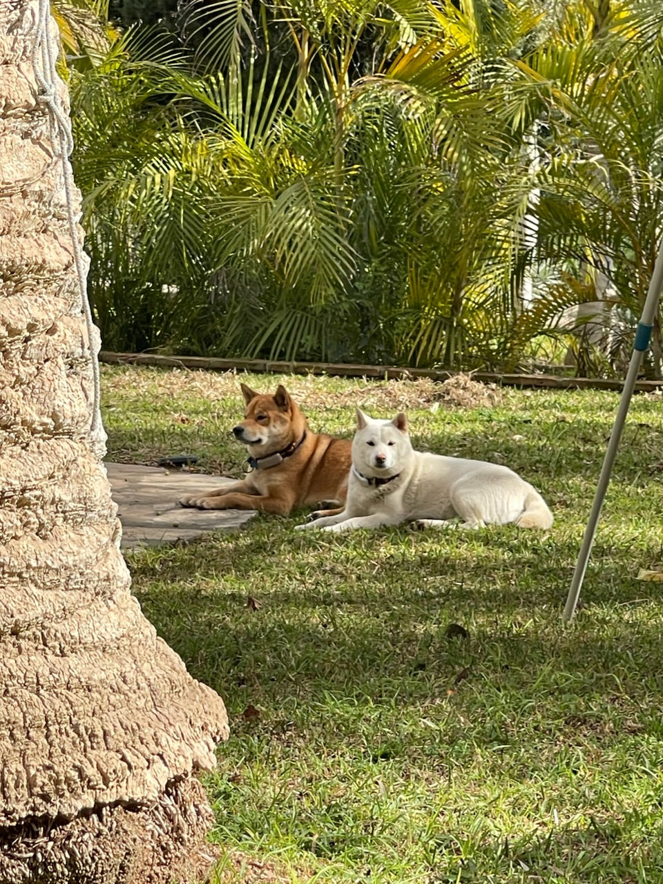 Shiba Inu History, la historia del Shiba Inu