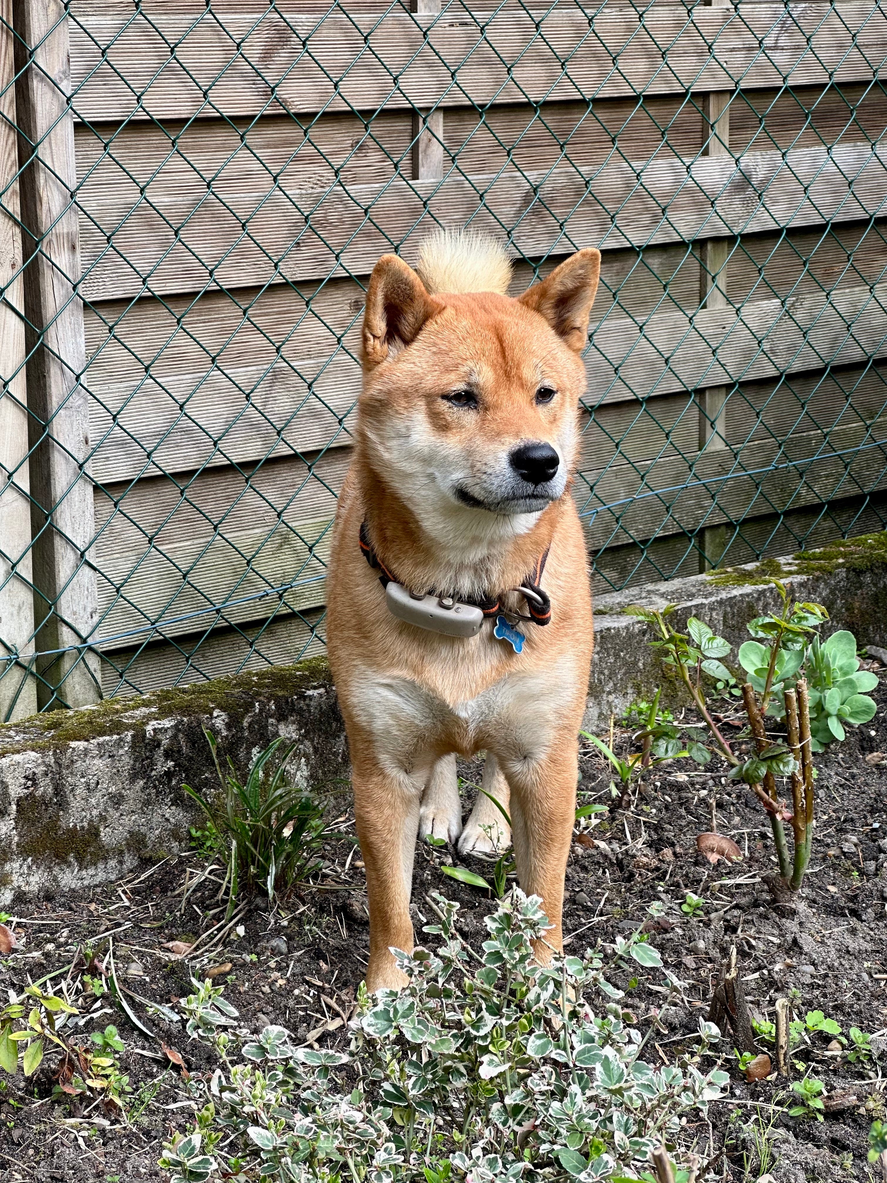 son shiba inu faciles de entrenar