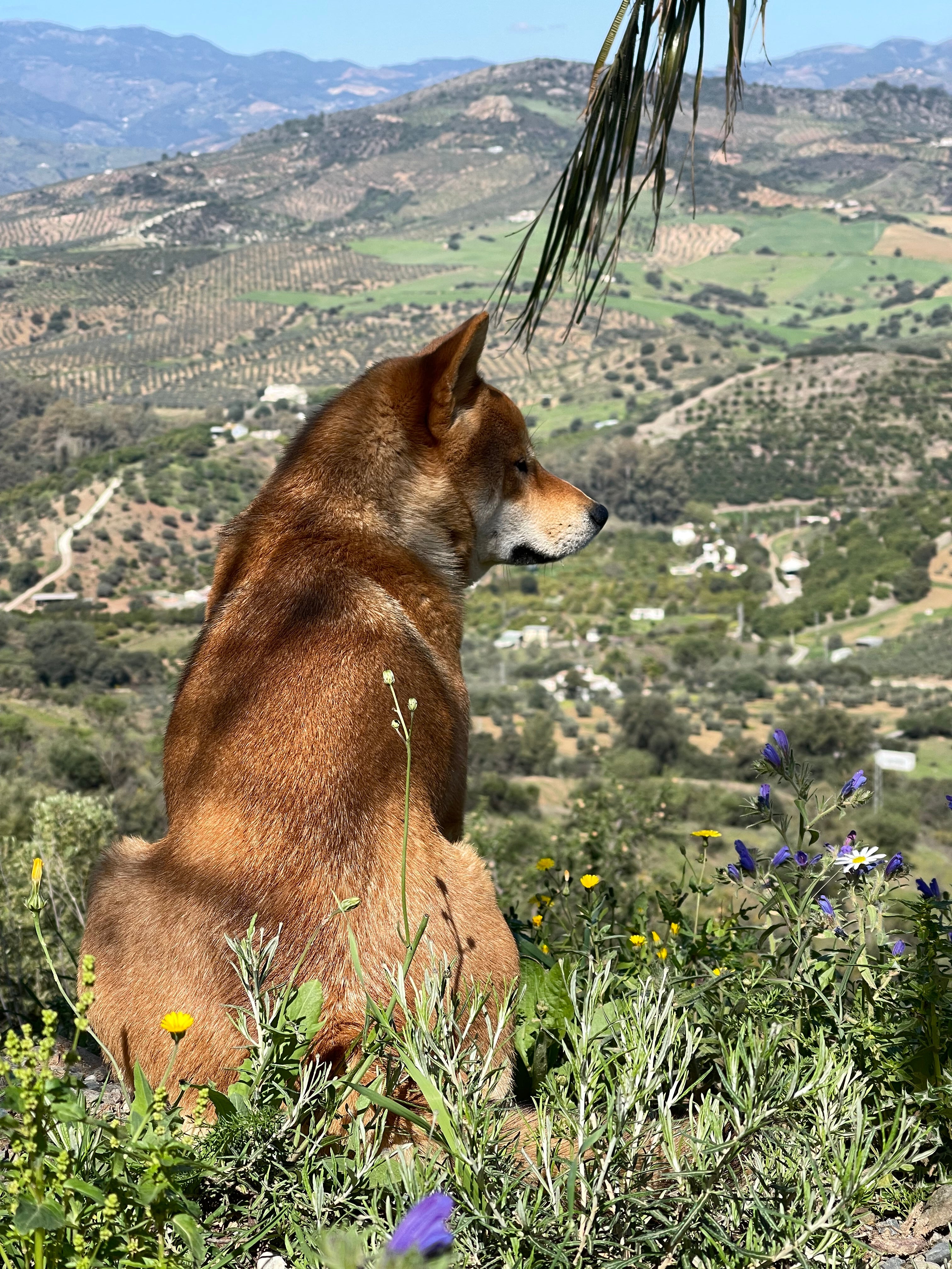 Shiba Inu Tifón - Shibarium