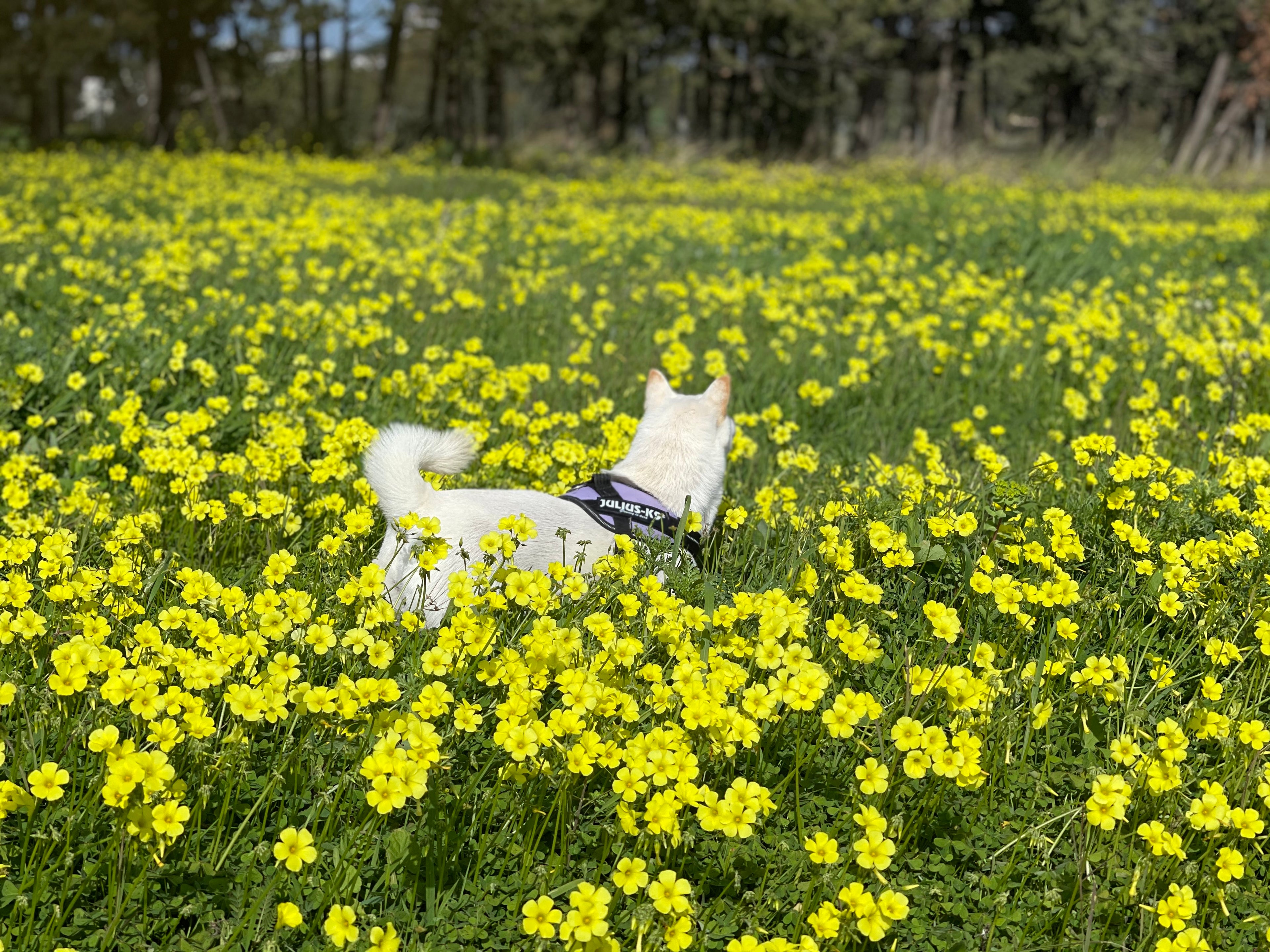 Shiba Inu Kila - Shibarium