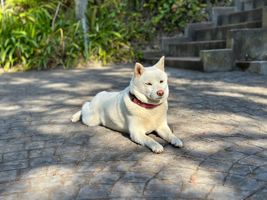 Shiba Inu blanco, white Shiba Inu 