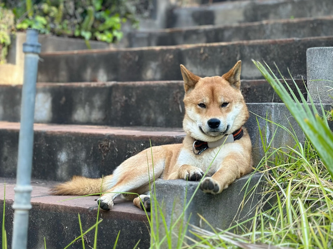 Shiba Inu, Tifon 