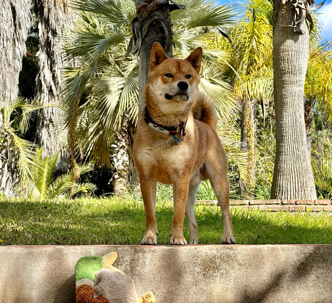 Tifón Shiba Inu 