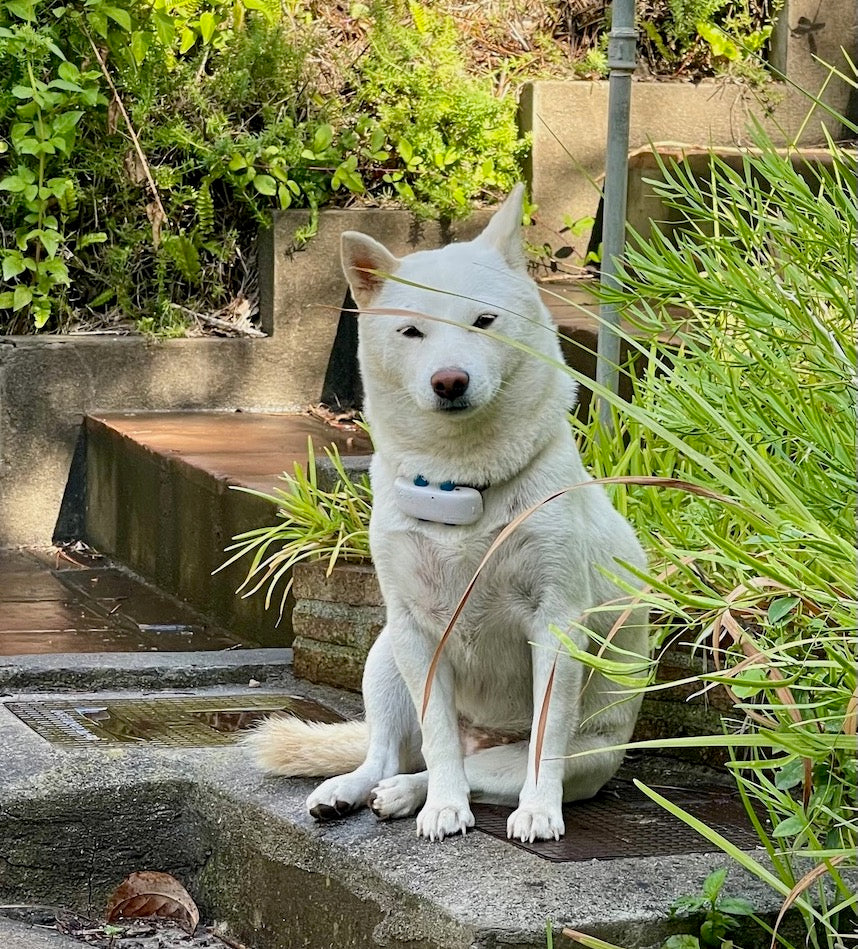 White Shiba Inu Kila